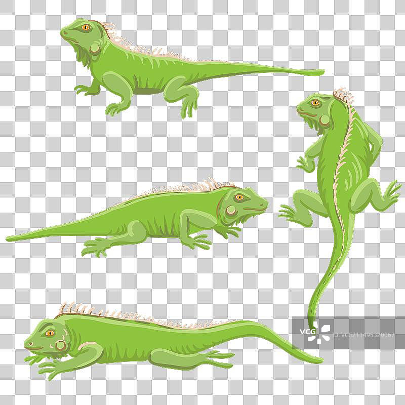 绿色鬣蜥绘画图片素材