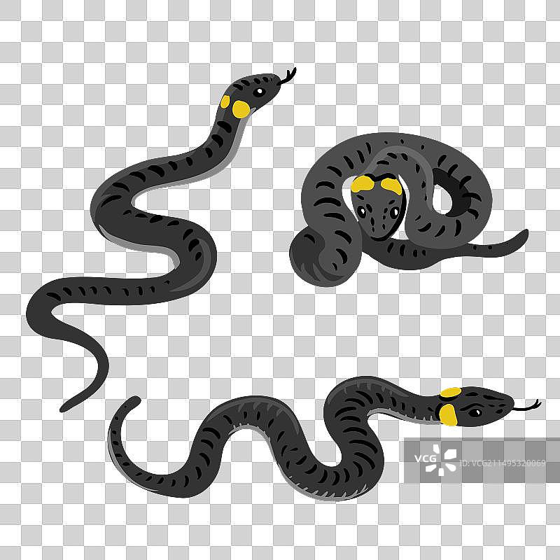 环蛇画图片素材