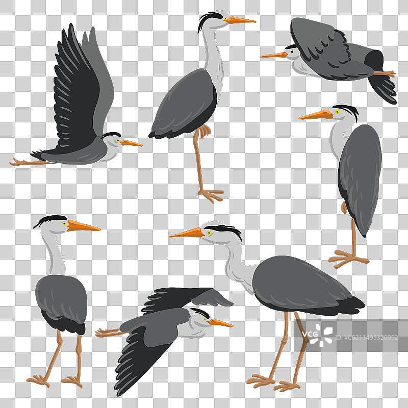 苍鹭绘画图片素材