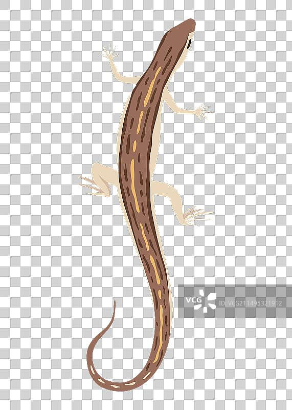 热带彩色装饰蜥蜴图标图片素材