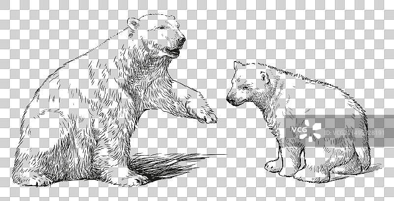 北极熊宝宝动物素描图片素材