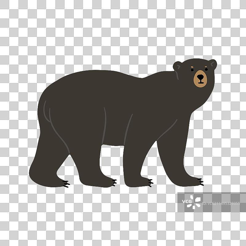 美洲黑熊2图片素材