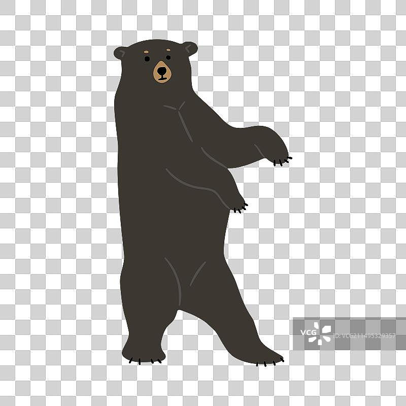 单个美国黑熊20图片素材