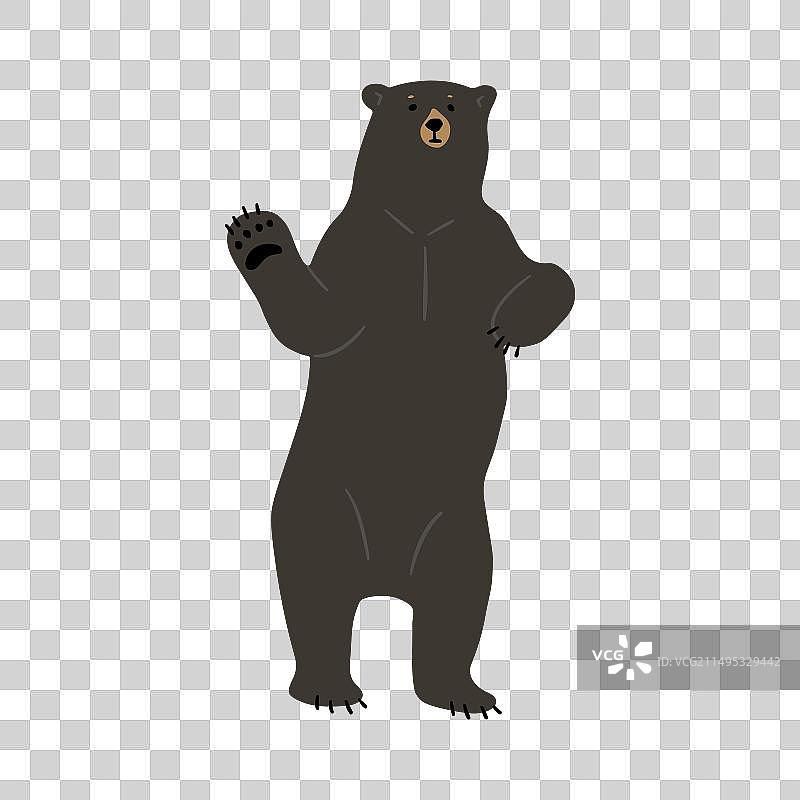 美洲黑熊（单只）22图片素材