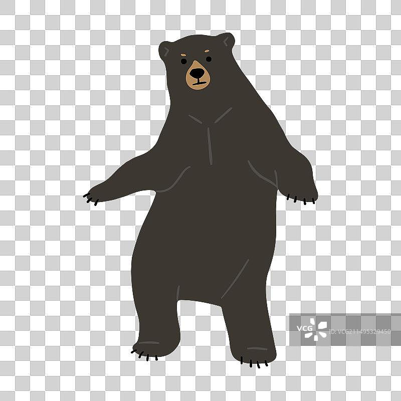 美洲黑熊（单只）图片素材