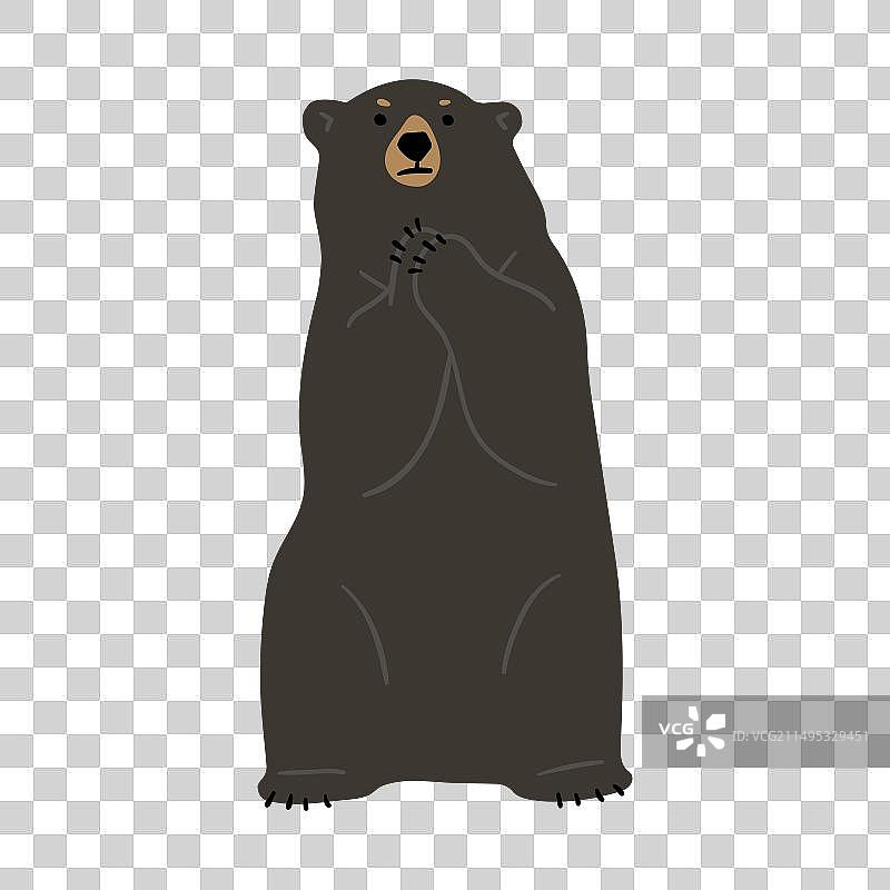 美洲黑熊图片素材