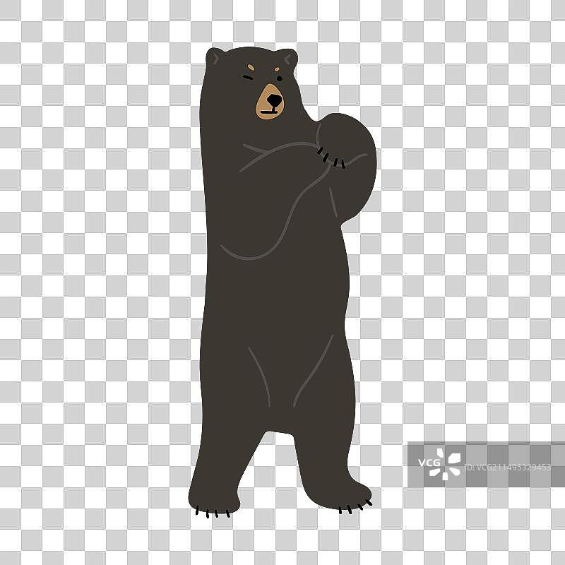 美洲黑熊3图片素材