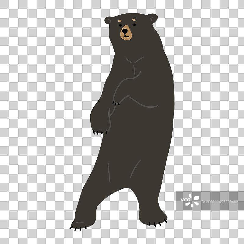 美洲黑熊单只34图片素材