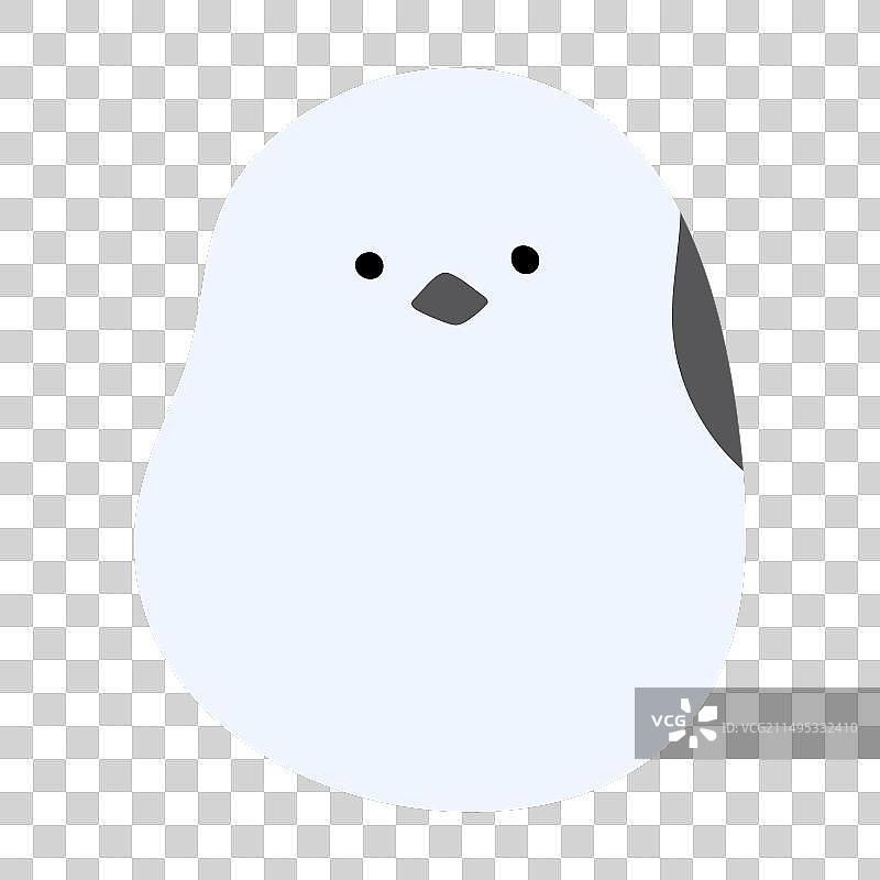 长尾山雀单27图片素材