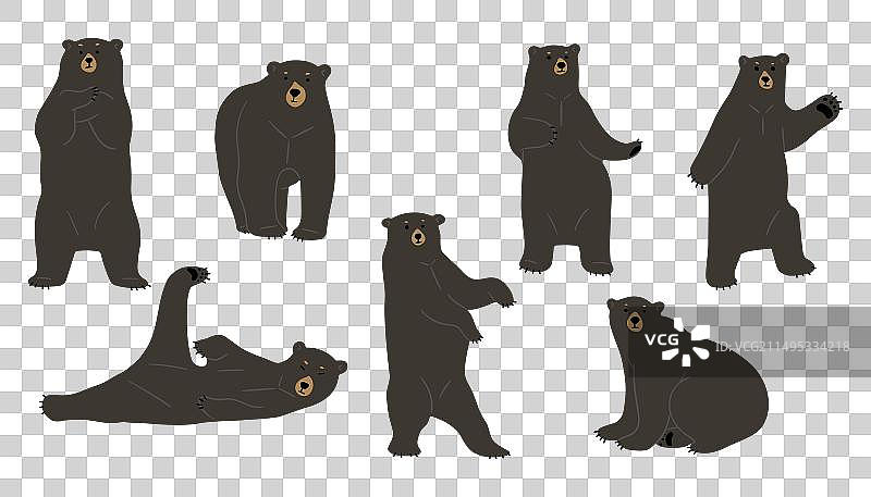 美洲黑熊3图片素材