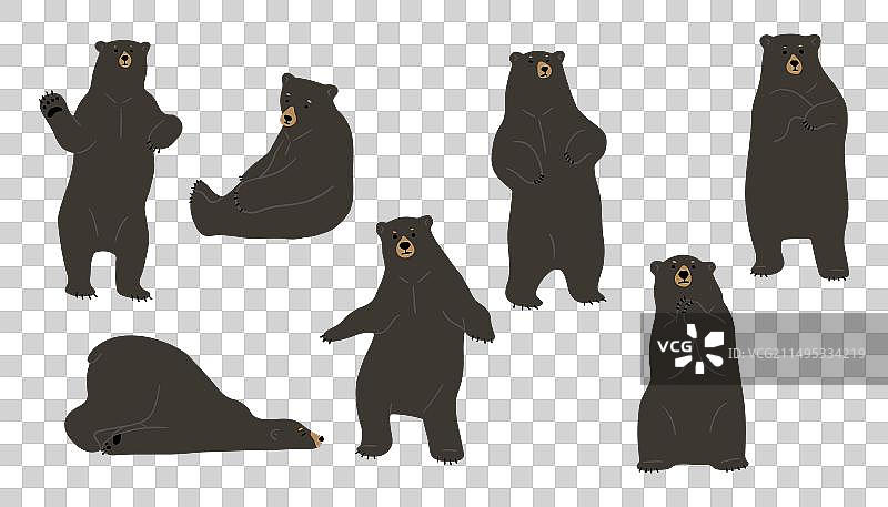 美洲黑熊图片素材