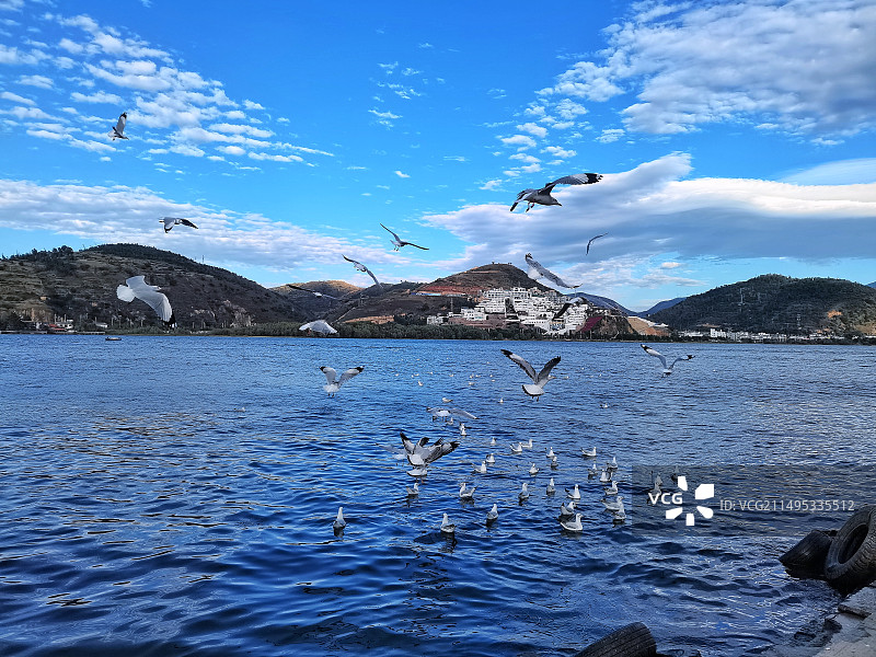 洱海上飞舞的海鸥图片素材