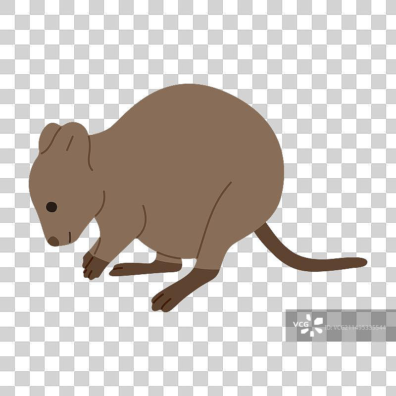 短尾矮袋鼠2图片素材