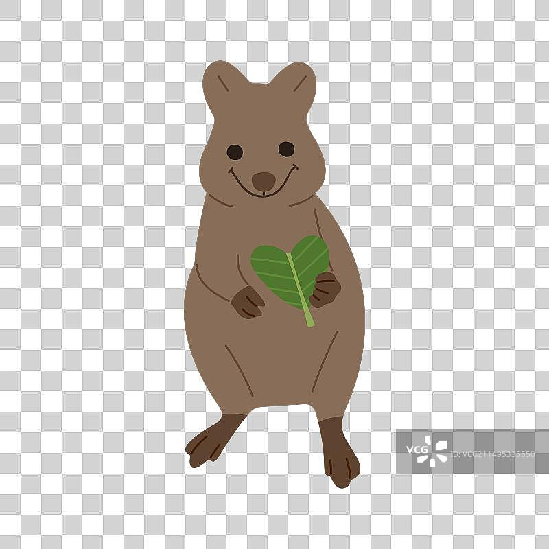 短尾矮袋鼠3图片素材