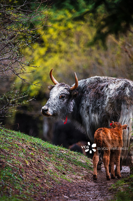 甘肃甘南扎尕那下小雨，山林中一只母牛带着小牛，正回头张望，宁静的田园风光图片素材