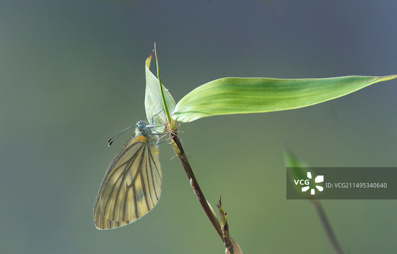 黑膜粉蝶图片素材