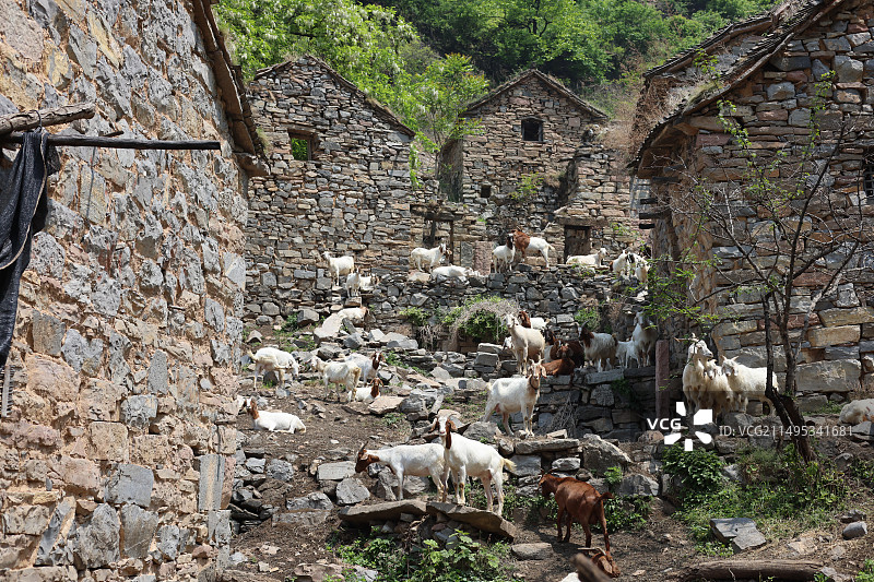 山林间的古村落和羊群图片素材