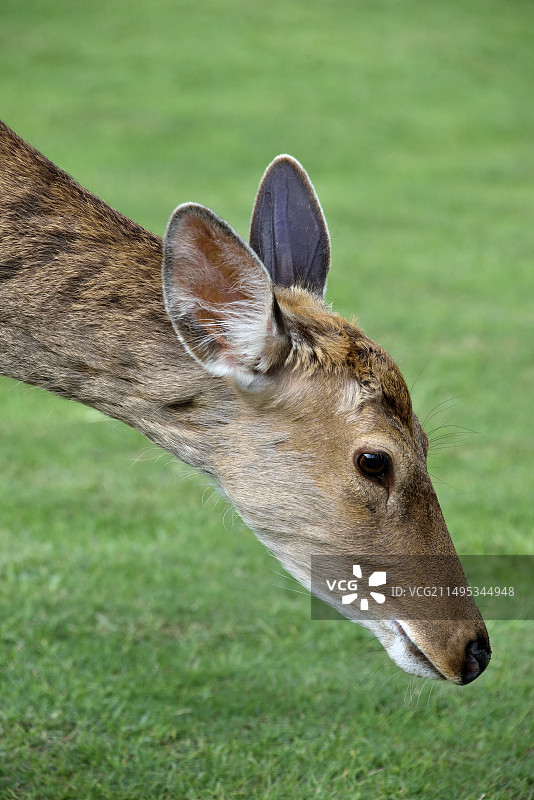 长生鹿苑图片素材