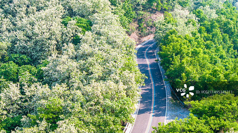 山东日照市五莲县九仙山风景区槐花图片素材