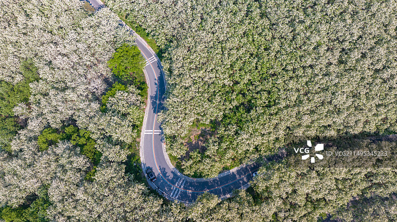 山东日照市五莲县九仙山风景区槐花图片素材