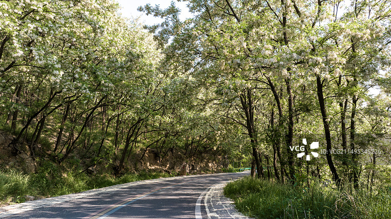 山东日照市五莲县九仙山风景区槐花图片素材