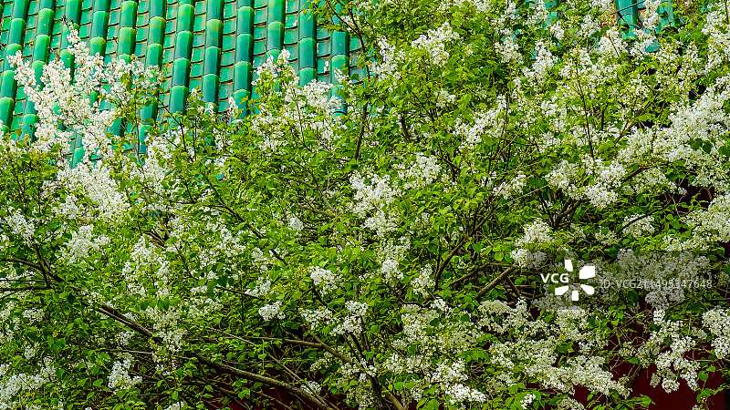 戒台寺白色丁香花盛开图片素材