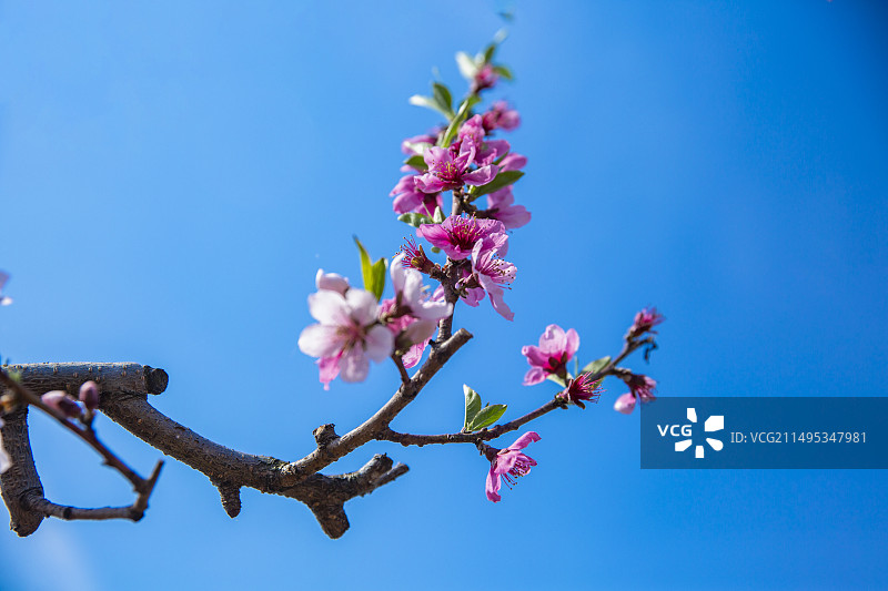 丹东：桃花岛上赏桃花图片素材