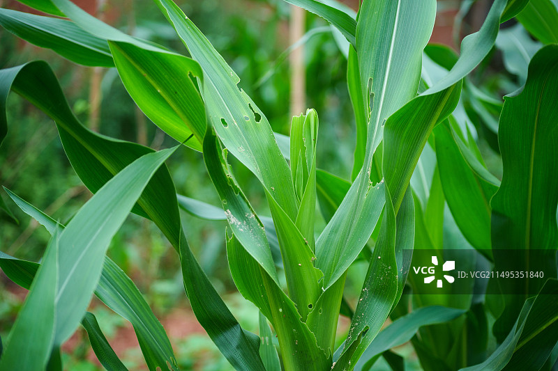 被害虫啃食过的玉米植株图片素材