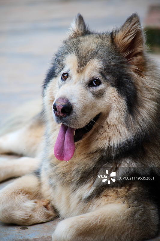 阿拉斯加狗伸出舌头的特写肖像图片素材