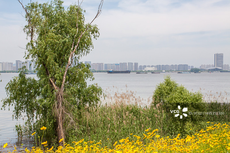蓝天白云下江边的树、野花和天空图片素材