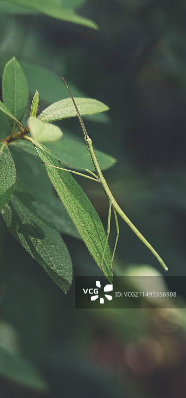 昆虫的伪装术特写图片素材