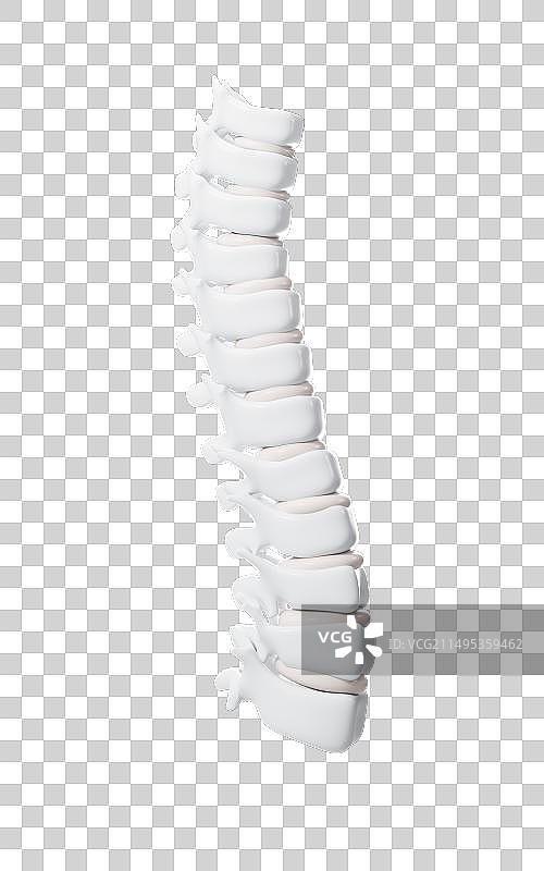 人类脊椎脊柱模型3D渲染图片素材