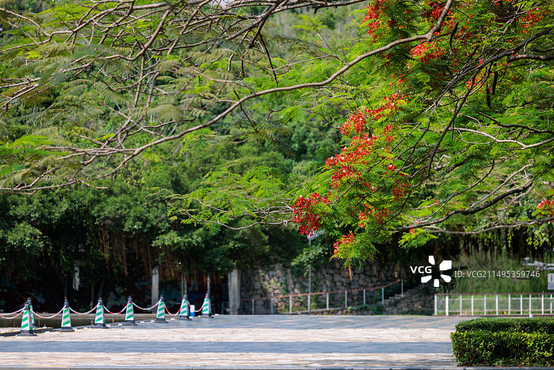 初夏盛开的凤凰花图片素材