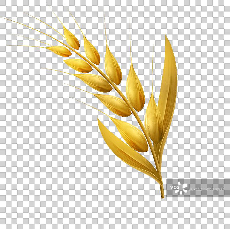 手绘金黄小麦芒种水稻麦穗秋季丰收图片素材