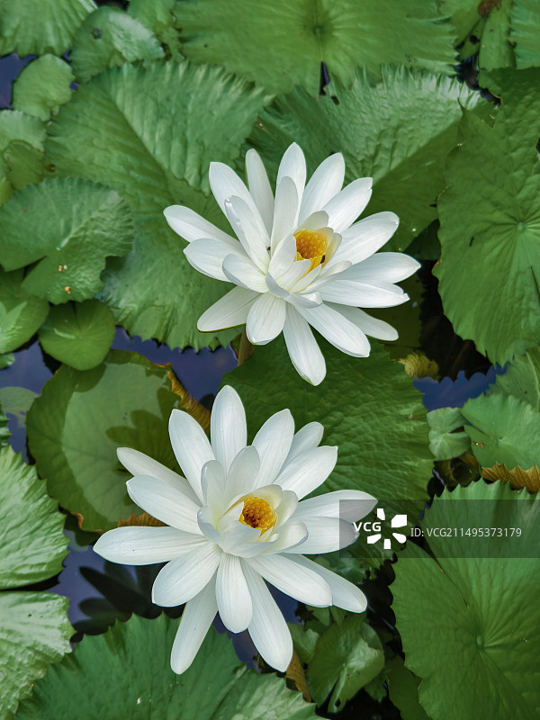 白莲花图片素材