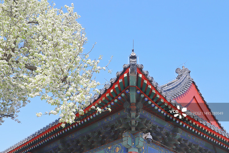 智化寺梨花与古建筑图片素材