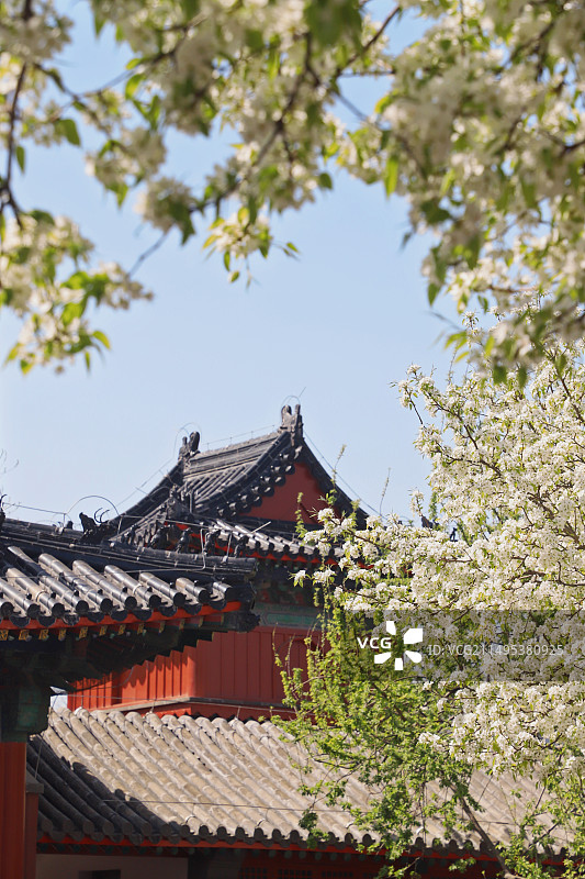 智化寺被梨花包围的古代楼阁图片素材