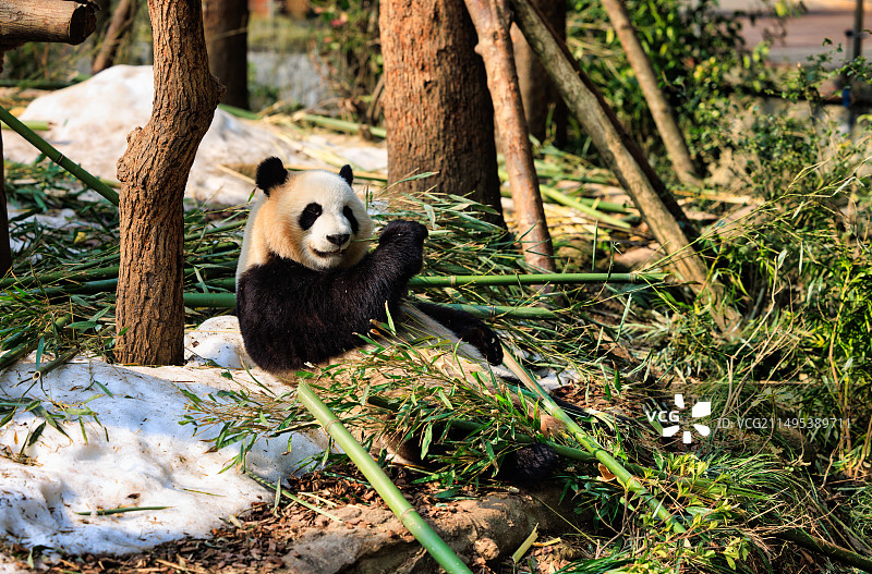 四川大熊猫图片素材