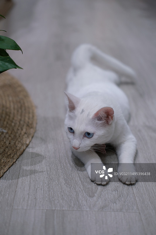 蓝眼睛喵咪图片素材