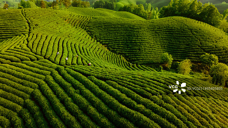 茶山采茶航拍广角图片素材