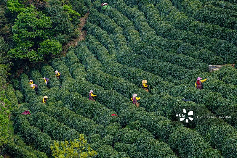 上春山·龙井茶忙季图片素材
