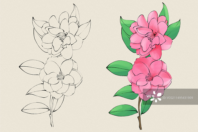 山茶花国风手绘插画图片素材