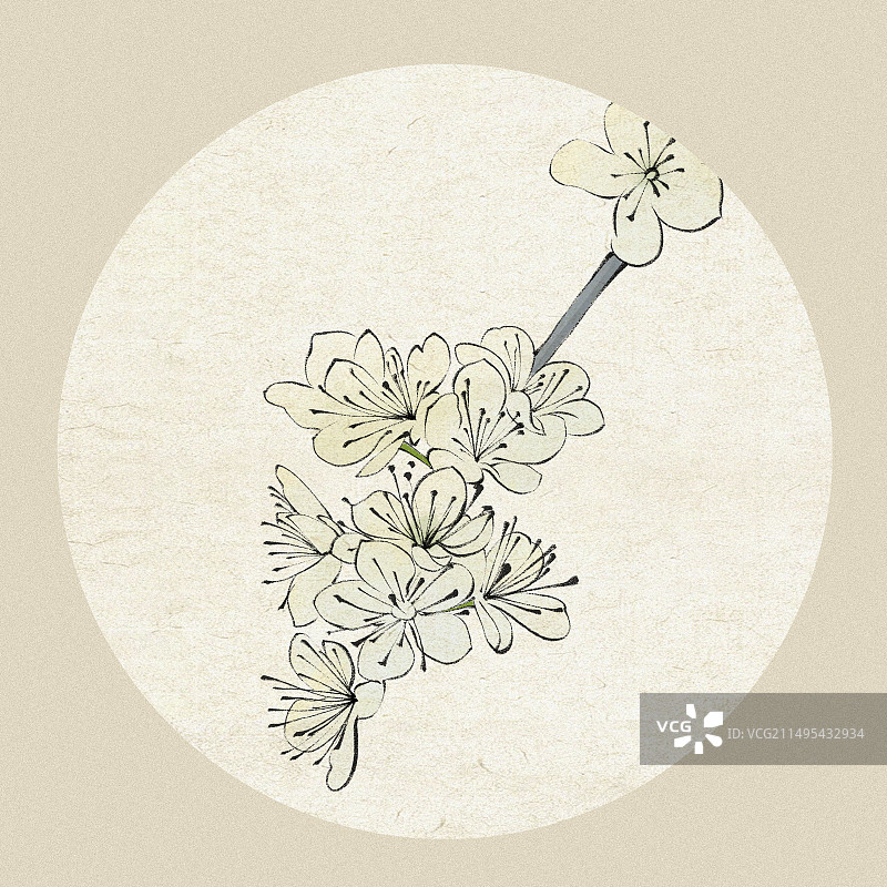 杏花植物花朵国风手绘插画图片素材