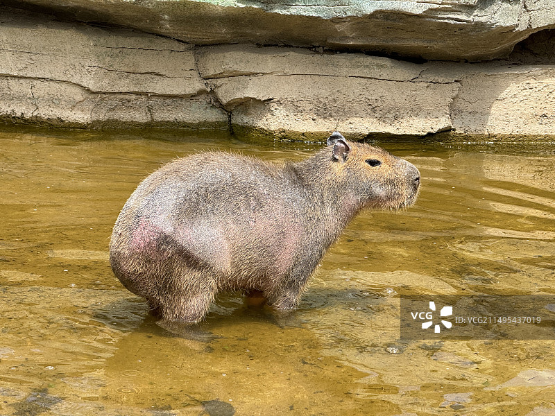 在水中行走的水豚图片素材