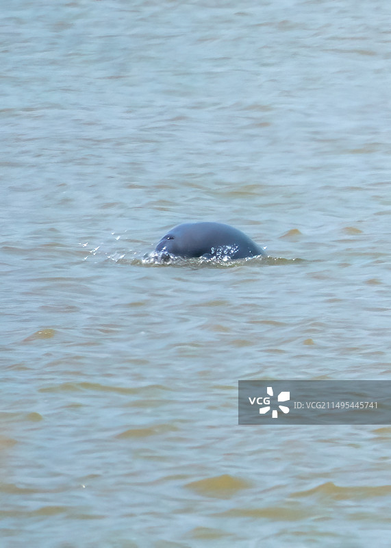 江边观江豚打闹图片素材