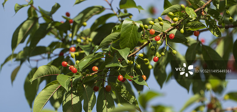 树上的樱桃图片素材