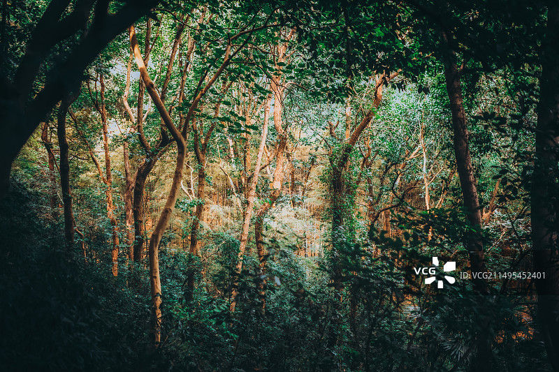 西湖群山树影婆娑生命张力图片素材