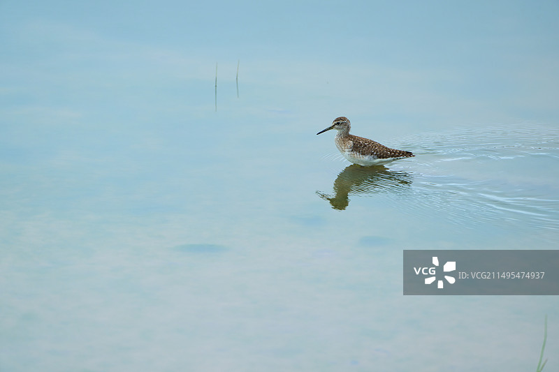 东日水塘中的水鸟们图片素材