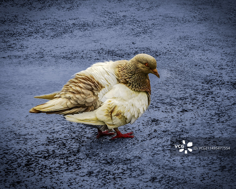 鸟在田野上栖息的特写镜头图片素材