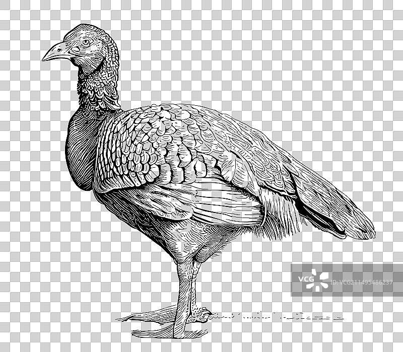 火鸡复古手绘素描感恩节素材图片素材